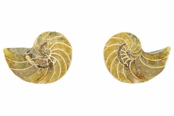 Cut & Polished Nautilus Fossils - 1 to 1 1/4" Size - Photo 1